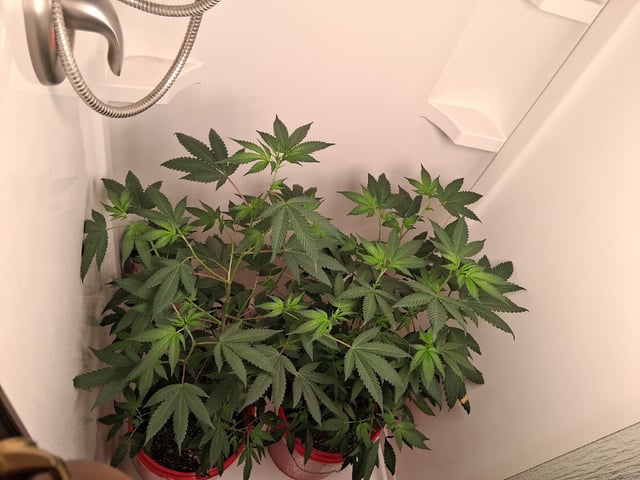 S&D  First Grow — flower, day 43