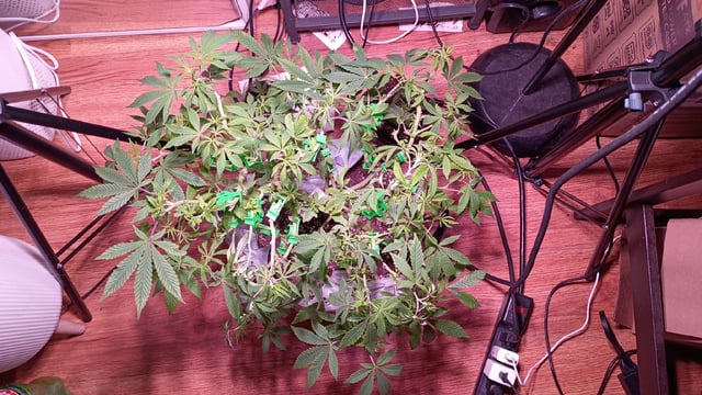 FKAFL — vegetative, day 78