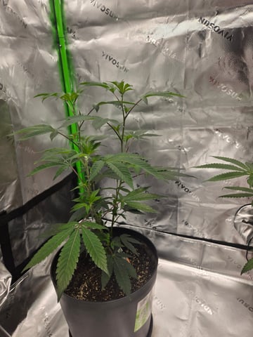 Evermore clones — vegetative, day 17
