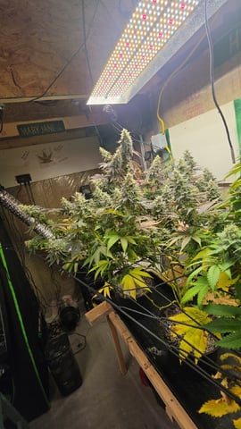 2nd Grow Sesh — flower, day 107