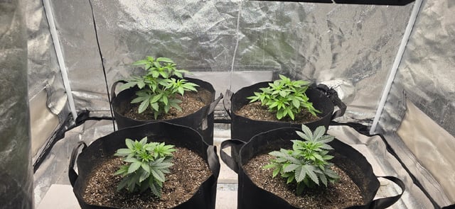 SGC & GWS — vegetative, day 40