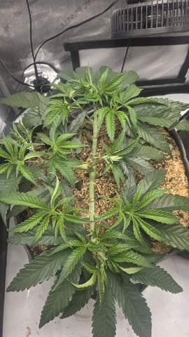 lilac diesel Rbx2 — vegetative, day 51