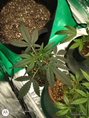 Grow Budz — seedling_rooting, day 1