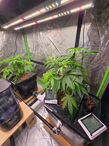 Growing — vegetative, day 66