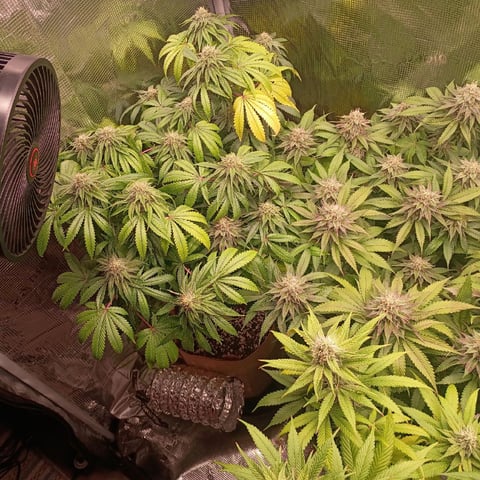 TentPlantLightFan — flower, day 112