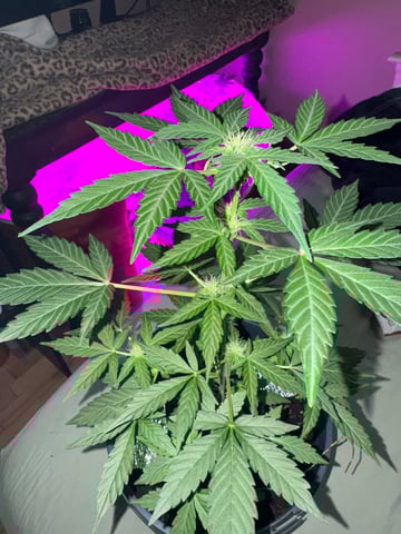 Quick One — flower, day 3