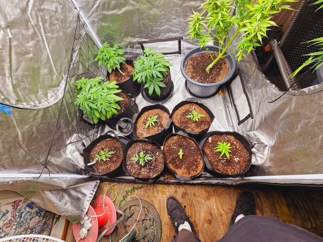 round 2 — vegetative, day 29