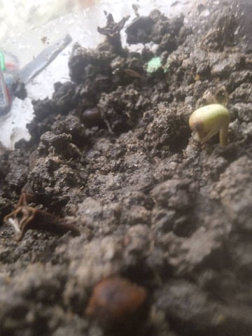 Project 001 — germination, day 1