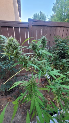 Poison Rainbows — flower, day 145