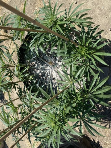 Solfire Gardens Grow — flower, day 112