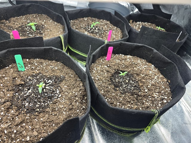 3rd Auto Grow — seedling_rooting, day 28