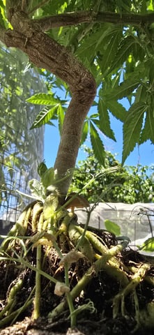 CzechsMex 2.0 — vegetative, day 189