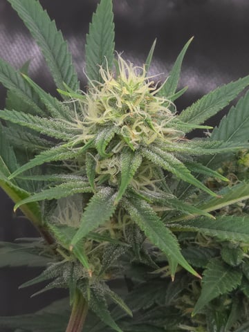 Purple Haze  — flower, day 84