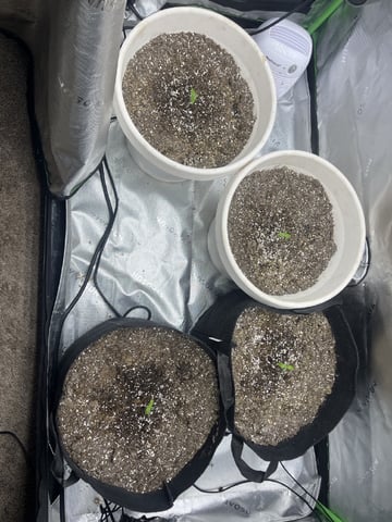 Autoskunk and OG Kush — seedling_rooting, day 6