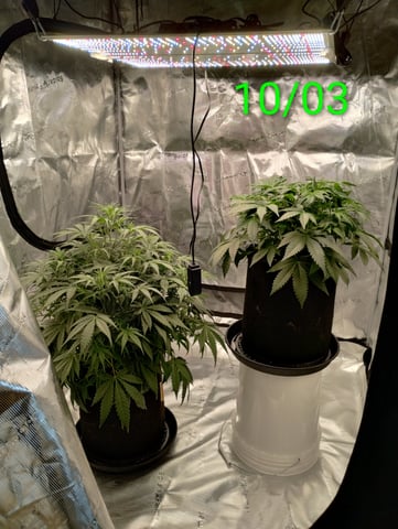 First grow — flower, day 83