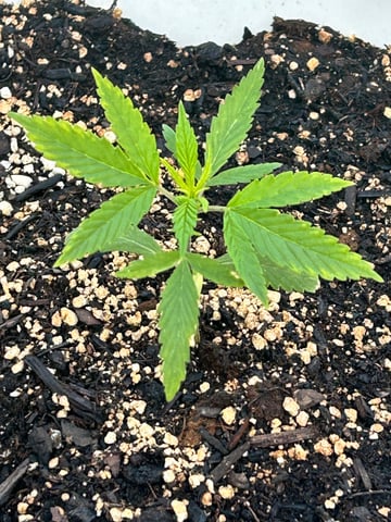 First ever grow — vegetative, day 31