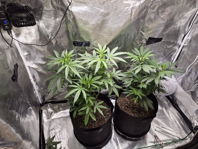 4th Grow — vegetative, day 66