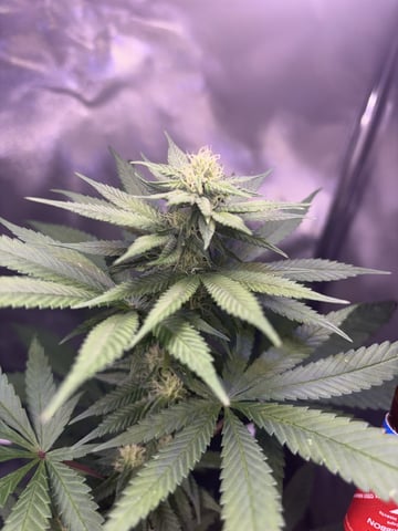 July plants of 26 — flower, day 61