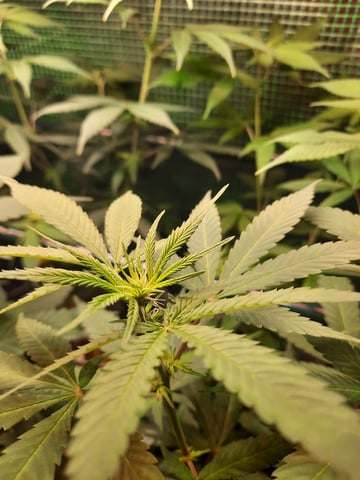 missing pieces — flower, day 70