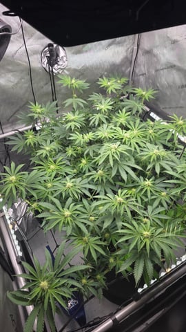 ethos genetics  — flower, day 86