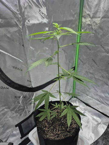 My young clone  — vegetative, day 23