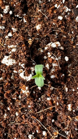 Spring/Summer 2026 Indoor Grow — seedling_rooting, day 2