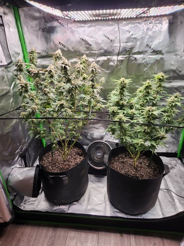 Fat Matt's 1st grow — flower, day 27