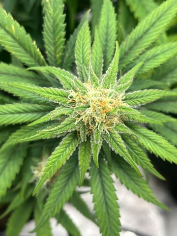 Blue Dream Photos — flower, day 83