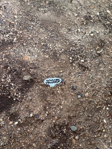 new seeds grow #2 — vegetative, day 25