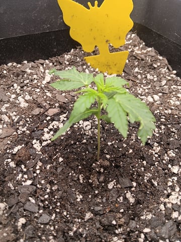 Blueberry auto — vegetative, day 16
