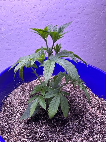 Grow#2 — seedling_rooting, day 18