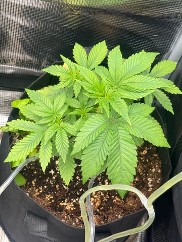 Bruce Banner (Auto) — flower, day 47