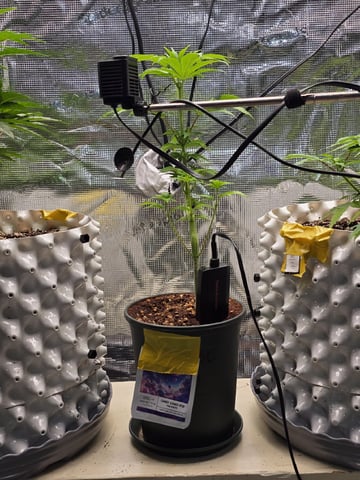 Candy,Punch,Lobsta — flower, day 35