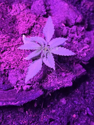 1st Ever Grow — vegetative, day 27