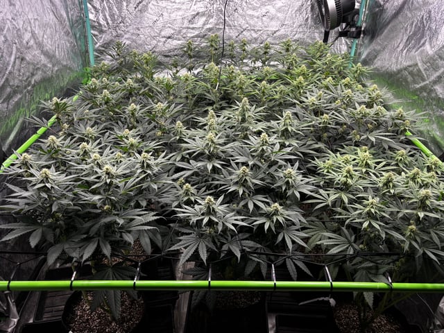 Pink Passion Fruit — flower, day 72