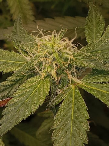 critical purple kush x peyote wifi  in the auto pot system tray 2 grow with added microhazian to the coco coir  — flower, day 85