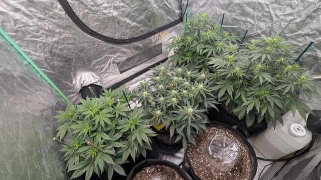 Perpetual Autoflower Mixed Grow #3 — vegetative, day 38