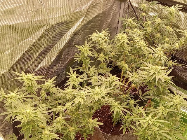 Blueberry critical kush x purple peyote wifi  and one L.a kush cake . — seedling_rooting, day 21