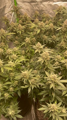 Clones GodFather OG Clones — flower, day 113