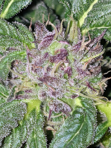 October Start — flower, day 111