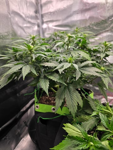 blue dream auto — flower, day 37