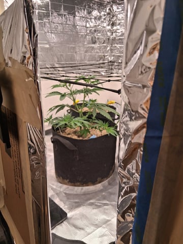 Seedman mix auto & seedman mix auto & GodFather OG — vegetative, day 32