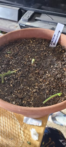 Alaskan bananaberry auto