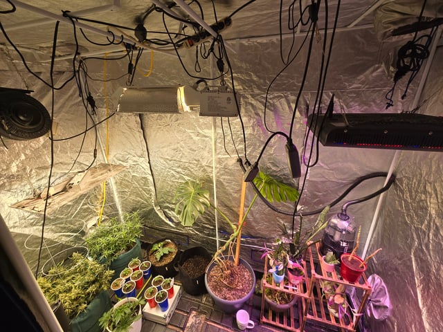 fruitstripe-x-breathworks VS Tropical cherry vs kush cake. vs og haze — vegetative, day 20