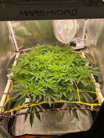 blackberry marshmallows  — flower, day 74