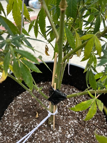 unknown hybrid possibility 