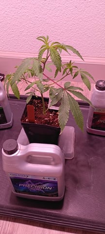 FKAFL — vegetative, day 6