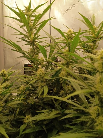 gorilla cookies  — flower, day 34