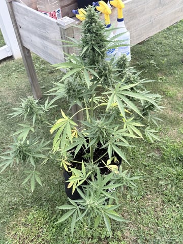 Northern Lights Auto(1)