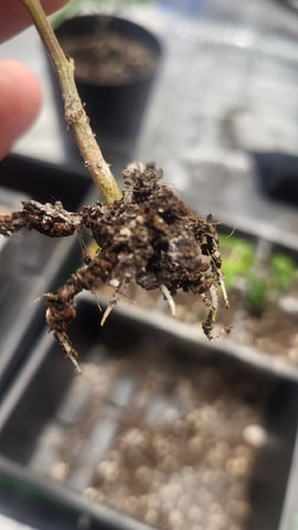 2x2x4 — vegetative, day 41